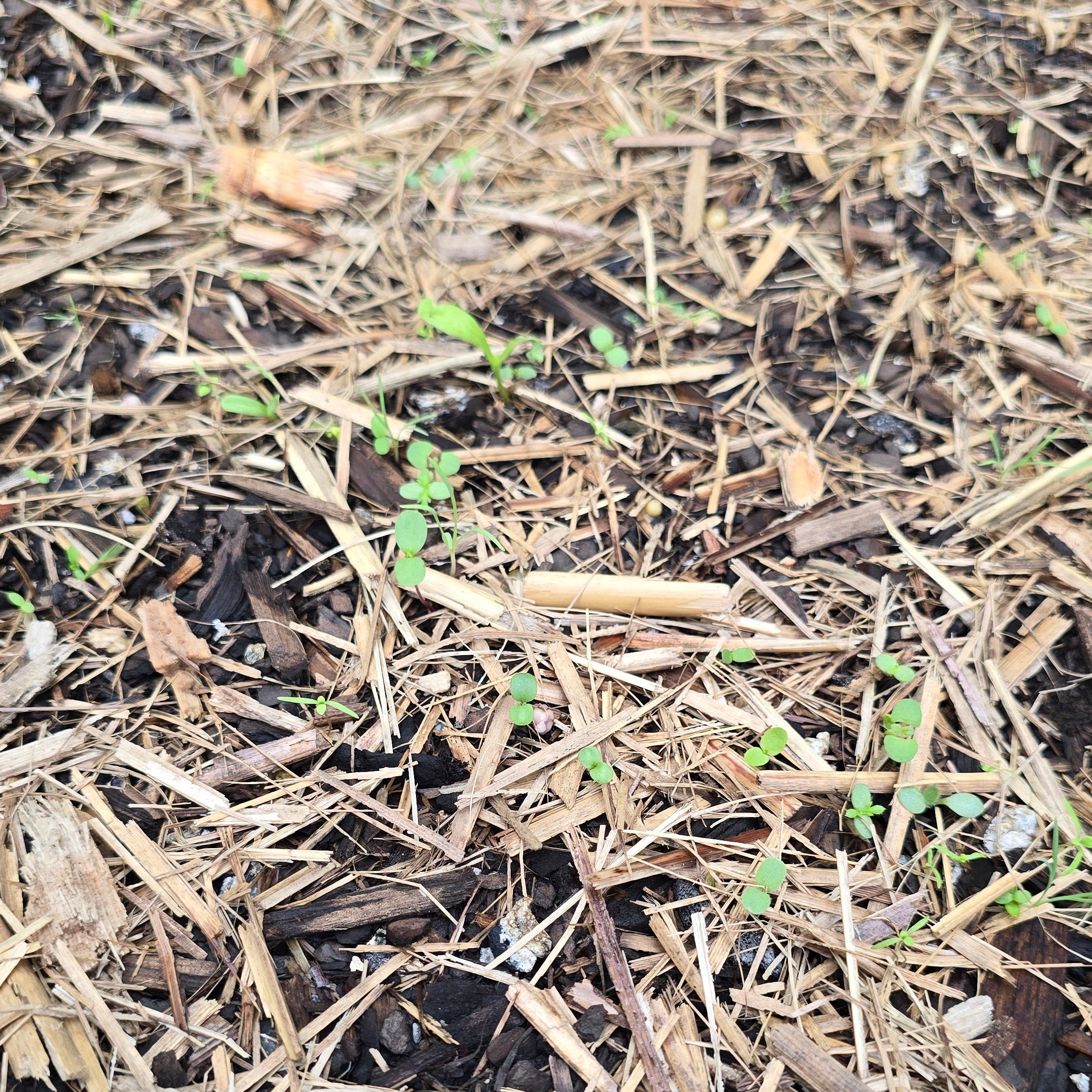 Soil with small green seedlings emerging from it