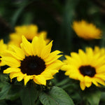 Close-up of sunflowers with a blurred background