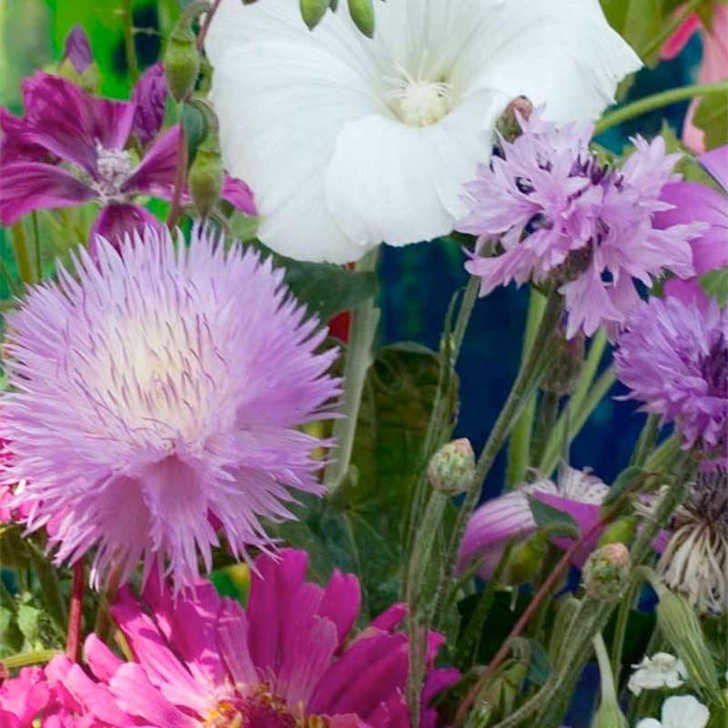 A close up of a cluster of wildflowers