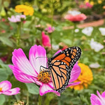 Monarch butterfly on a pink flower in a garden with other flowers in the background