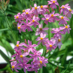 Close-up of pink flowers with green leaves