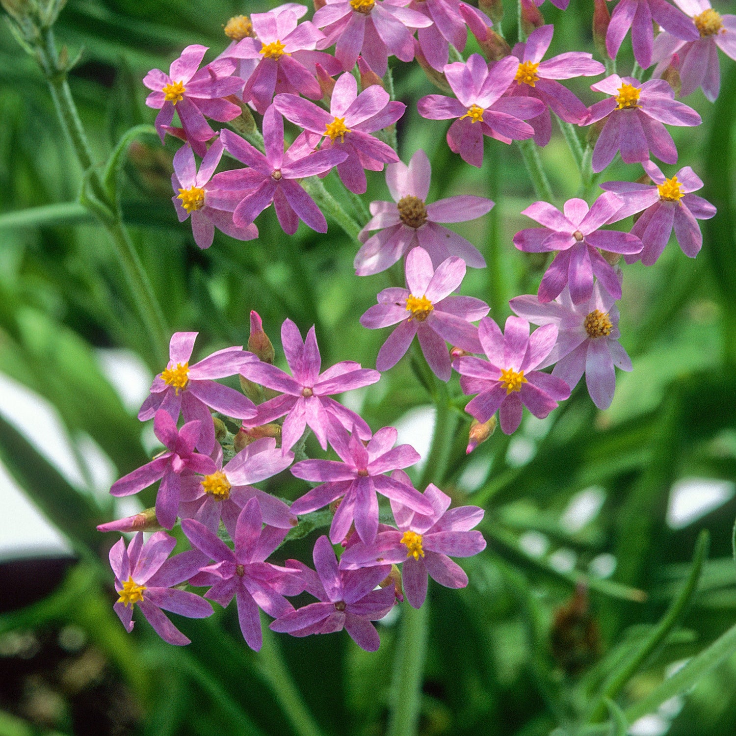 Close-up of pink flowers with green leaves