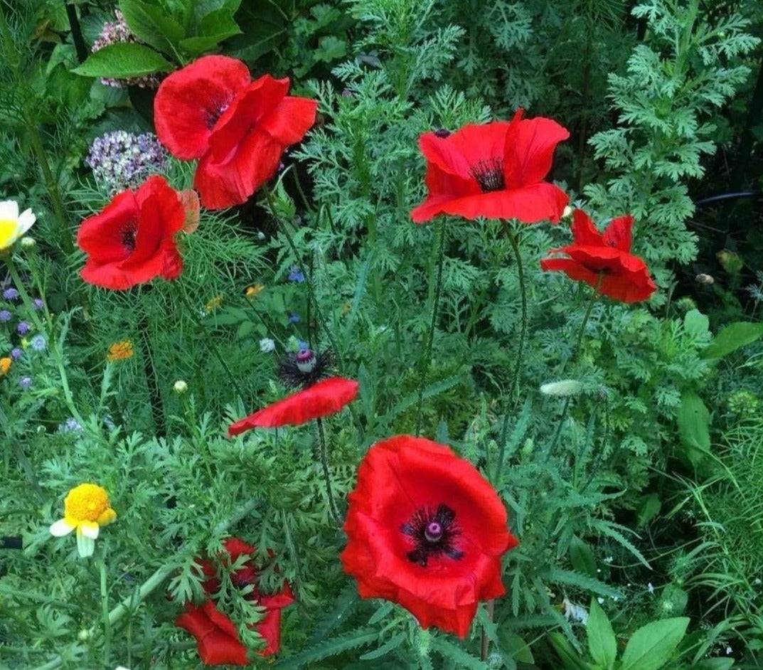 A close-up of bright red poppies surrounded by lush green grass.