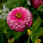 A garden bed with a pink zinnia.