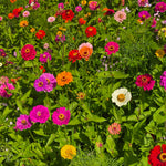 Endless Summer Meadow Wildflower Seed Mix