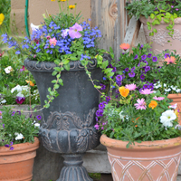 Collection of potted plants with flowers against a wooden wall