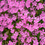 Close-up of pink flowers with a blurred background