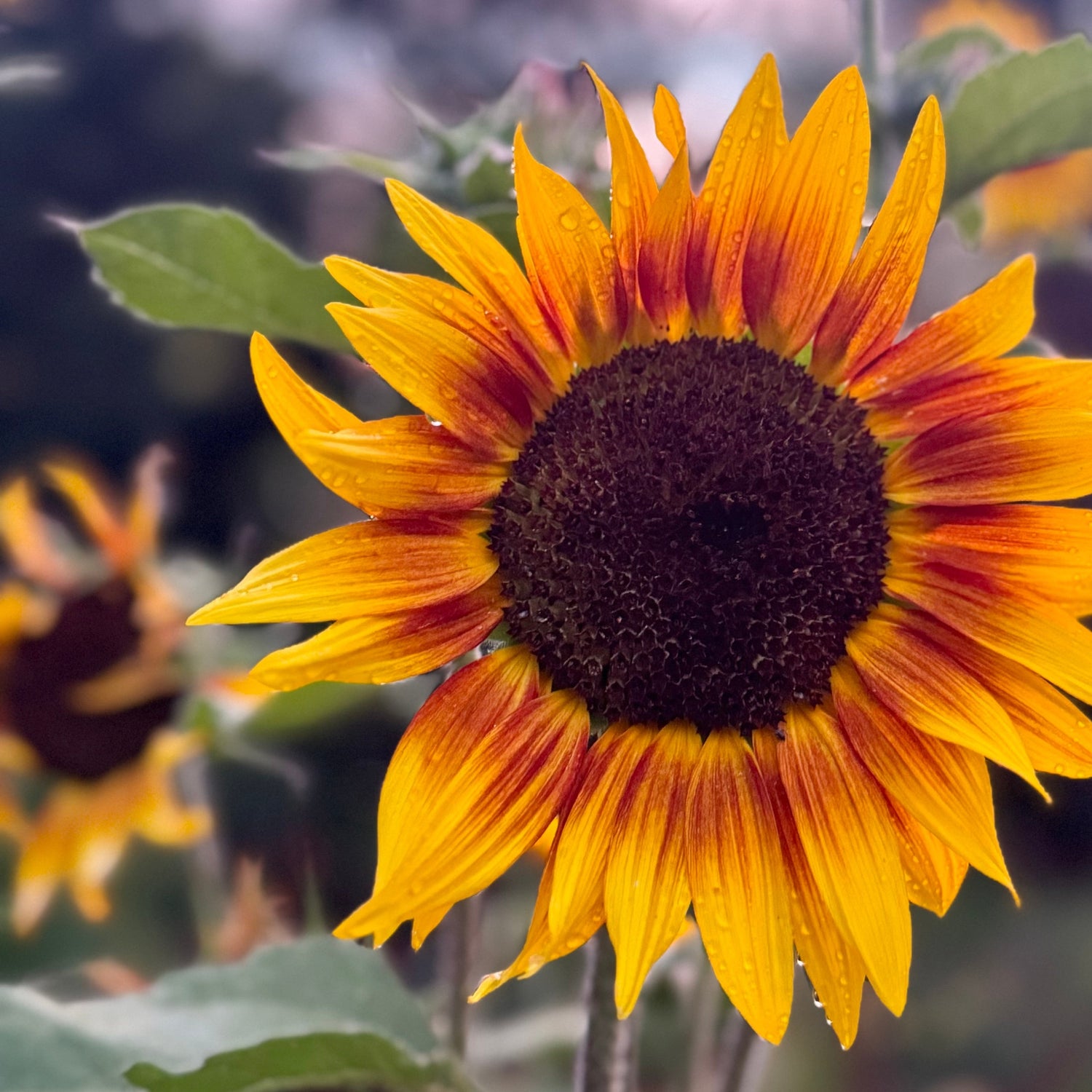Close-up of a vibrant sunflower with a blurred background