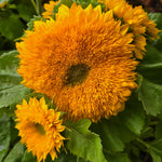 Sunflower Teddy Bear Flower Seeds