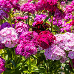 Bouquet of pink, purple, and red flowers with green leaves.