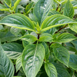 Large Sweet Basil Herb Seeds