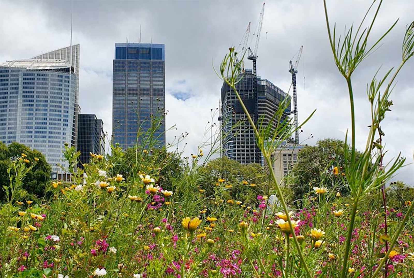 Meadow flowers at Sydney Botanic Garden with skyscrapers in the back