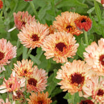 calendula flowers with touches of red on the edges of the petals