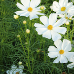 White flowers with yellow centers on a green background