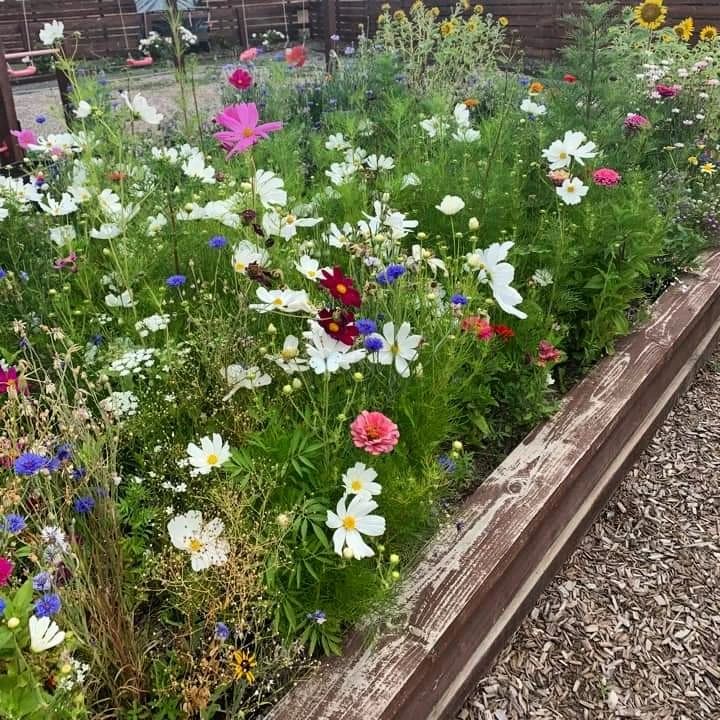 A lush and colourful wildflower bed next to a vegetable patch.