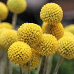 Close-up of vivid yellow billy buttons wildflowers