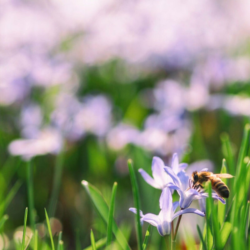 A close up of a bee on a baby blue wildflower.