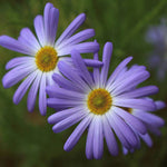 A close-up of swan river daisy flower.