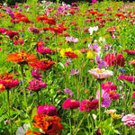 A close-up view of a cluster of colourful wildflowers in full bloom. The flowers are of various colours and shapes, with delicate petals.
