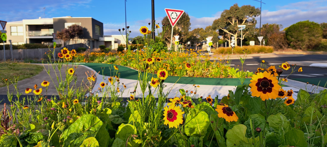 Wildflower Meadow Planting On Nature Strips, Verges and Council Parks
