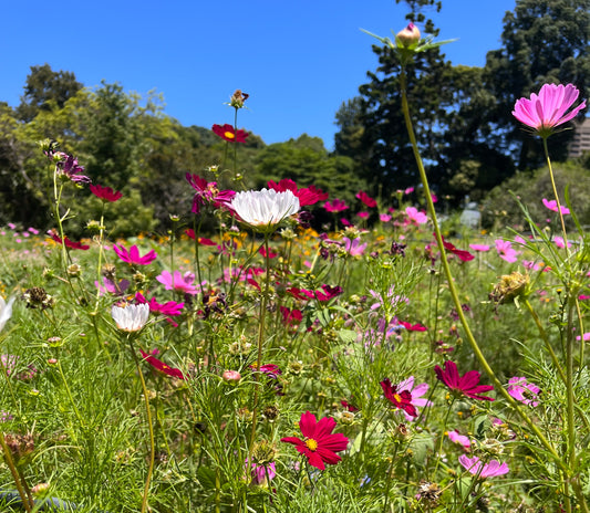 End of Season Care for Your Wildflower Meadow