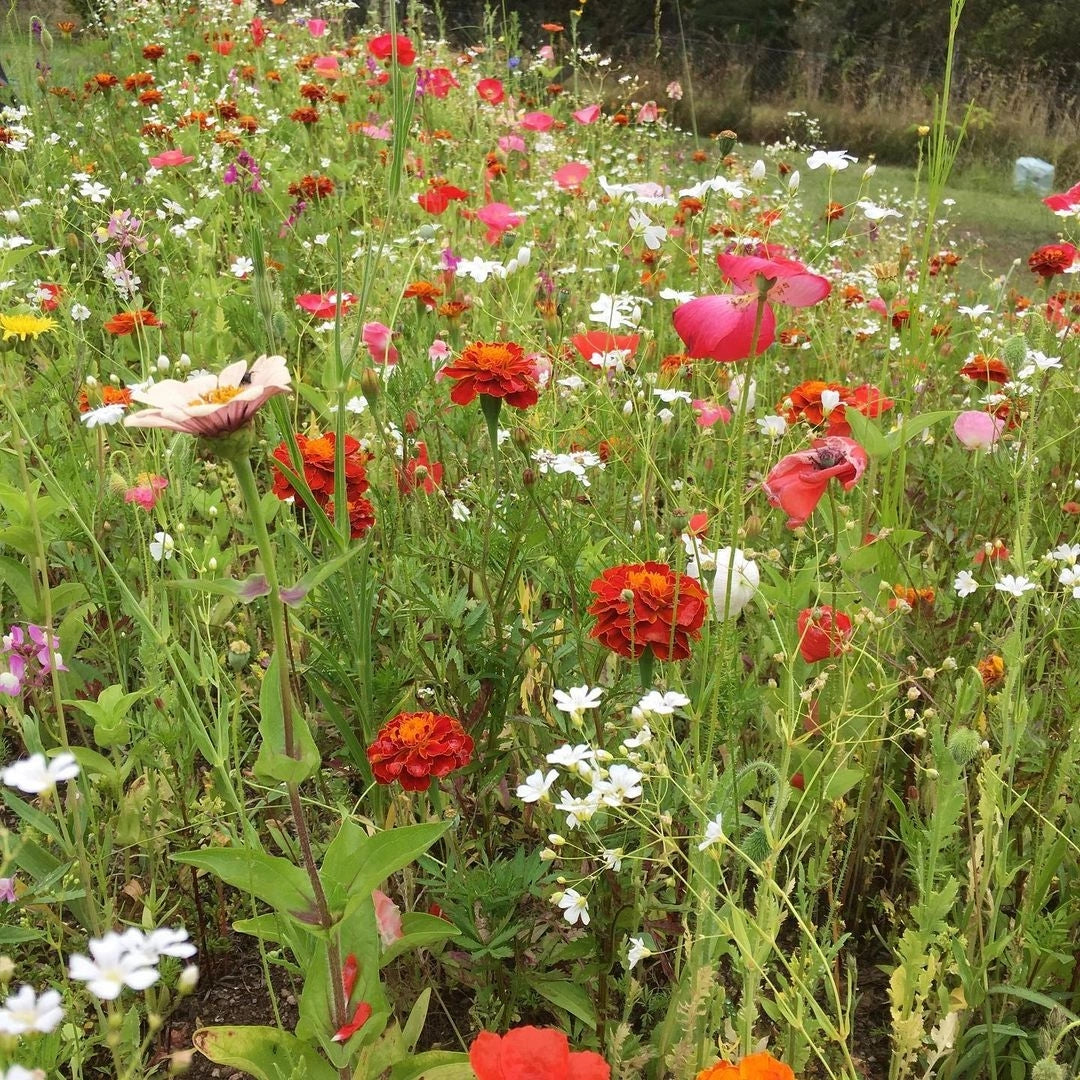 Wildflower meadow with annual and perennial flower species