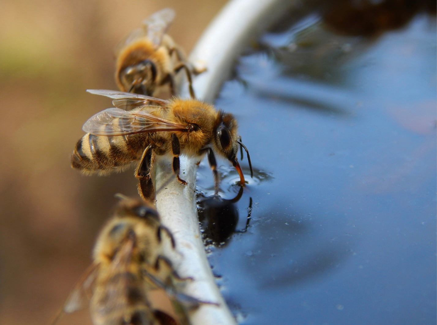 Pollinator Paradise: The Guide to Helping Bees, Butterflies, and Their Besties