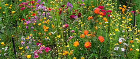 Meadow Flowers Customers Embrace Cost Savings of Wildflower Nature Strips & Verges