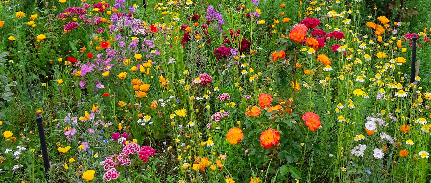 Meadow Flowers Customers Embrace Cost Savings