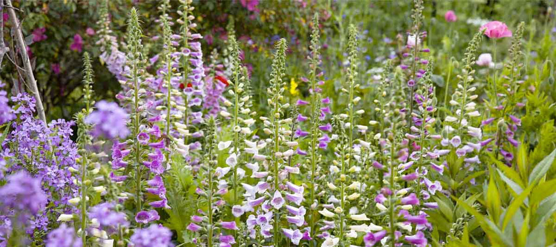 Wildflower Seed Planting On Nature Strips & Verges