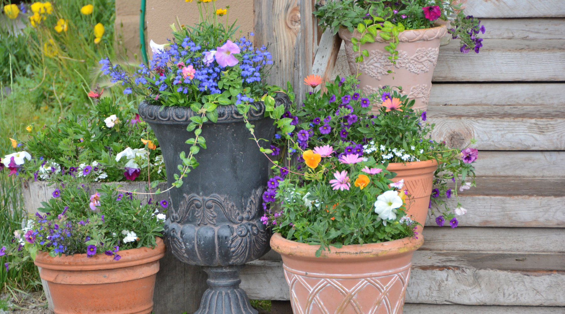 From Pots To Plains: How To Grow Wildflowers Anywhere In Australia