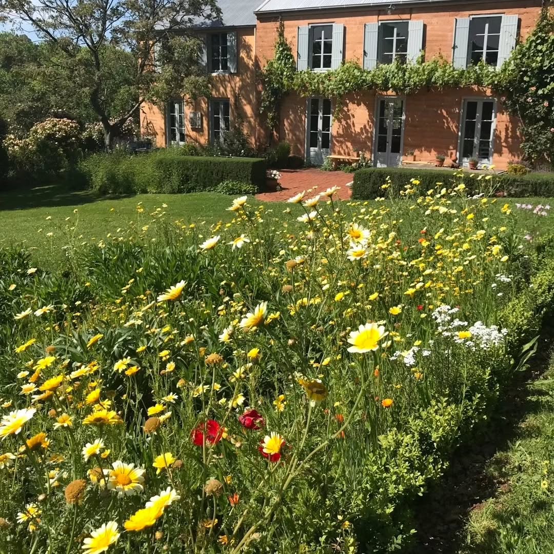 Wildflower Seed Mixes for Landscaping