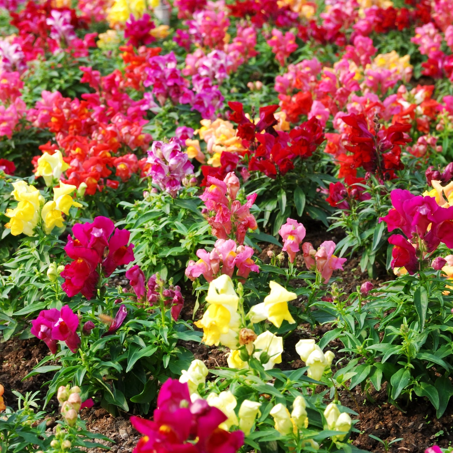 Snapdragon Flower Seeds