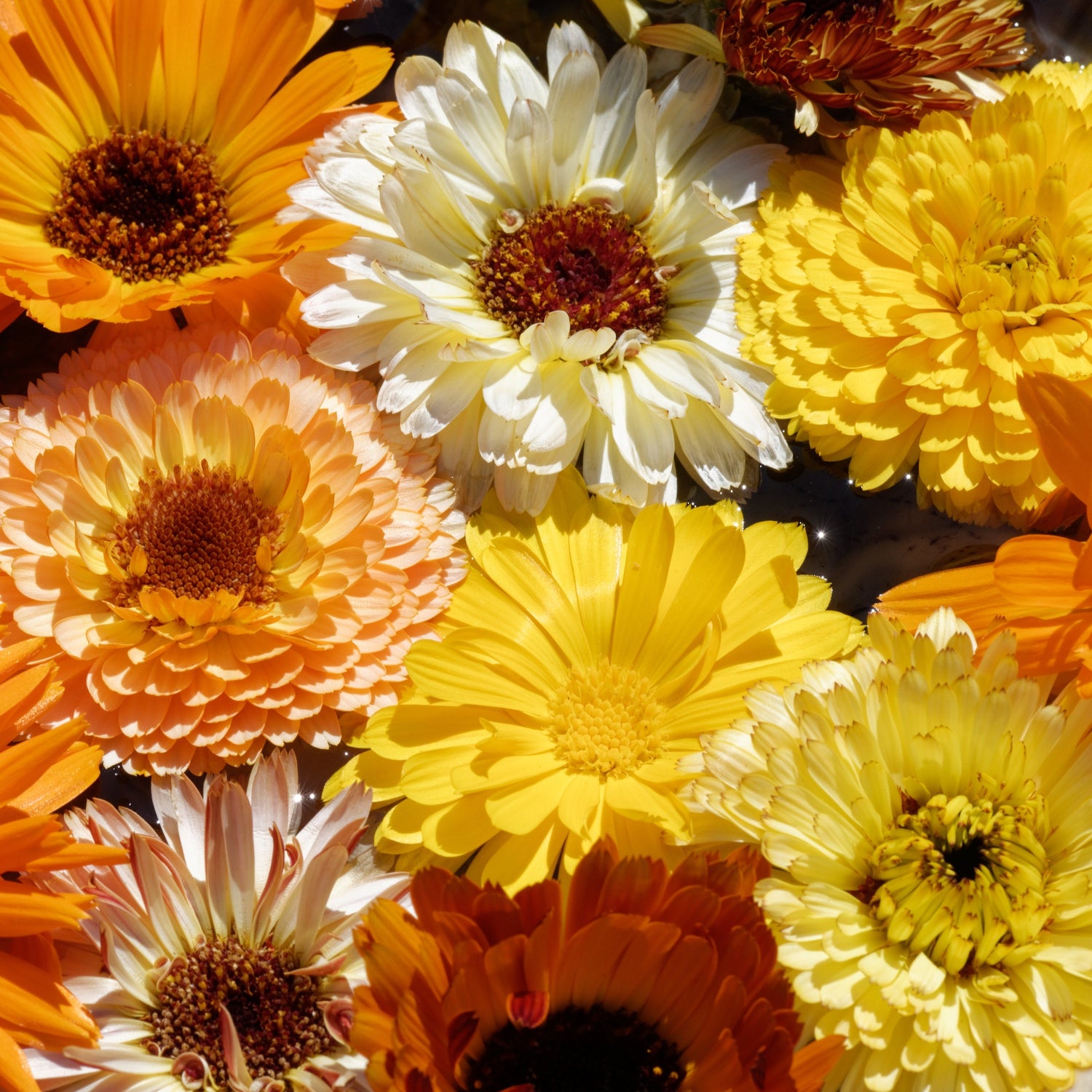 Calendula Flower Seeds