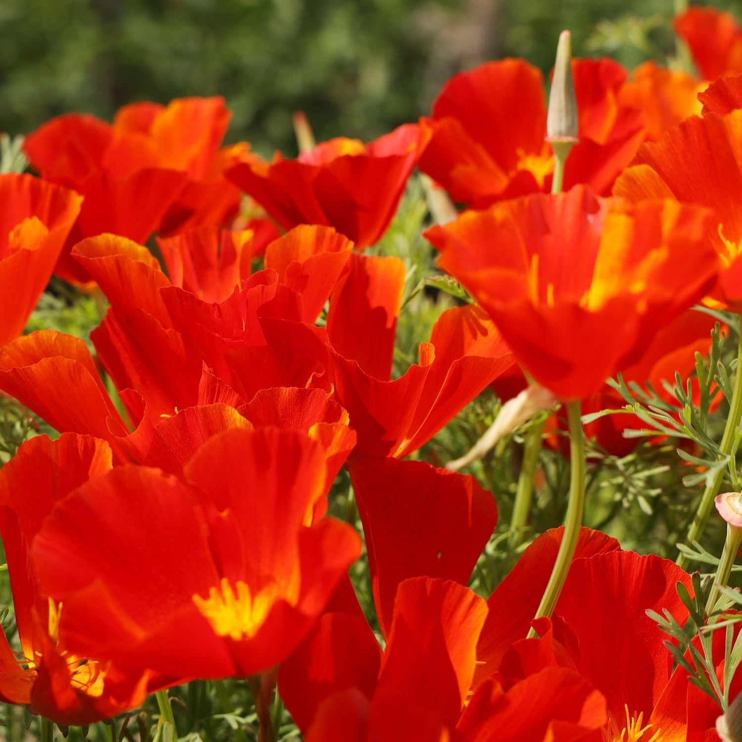 California Poppy Flower Seeds