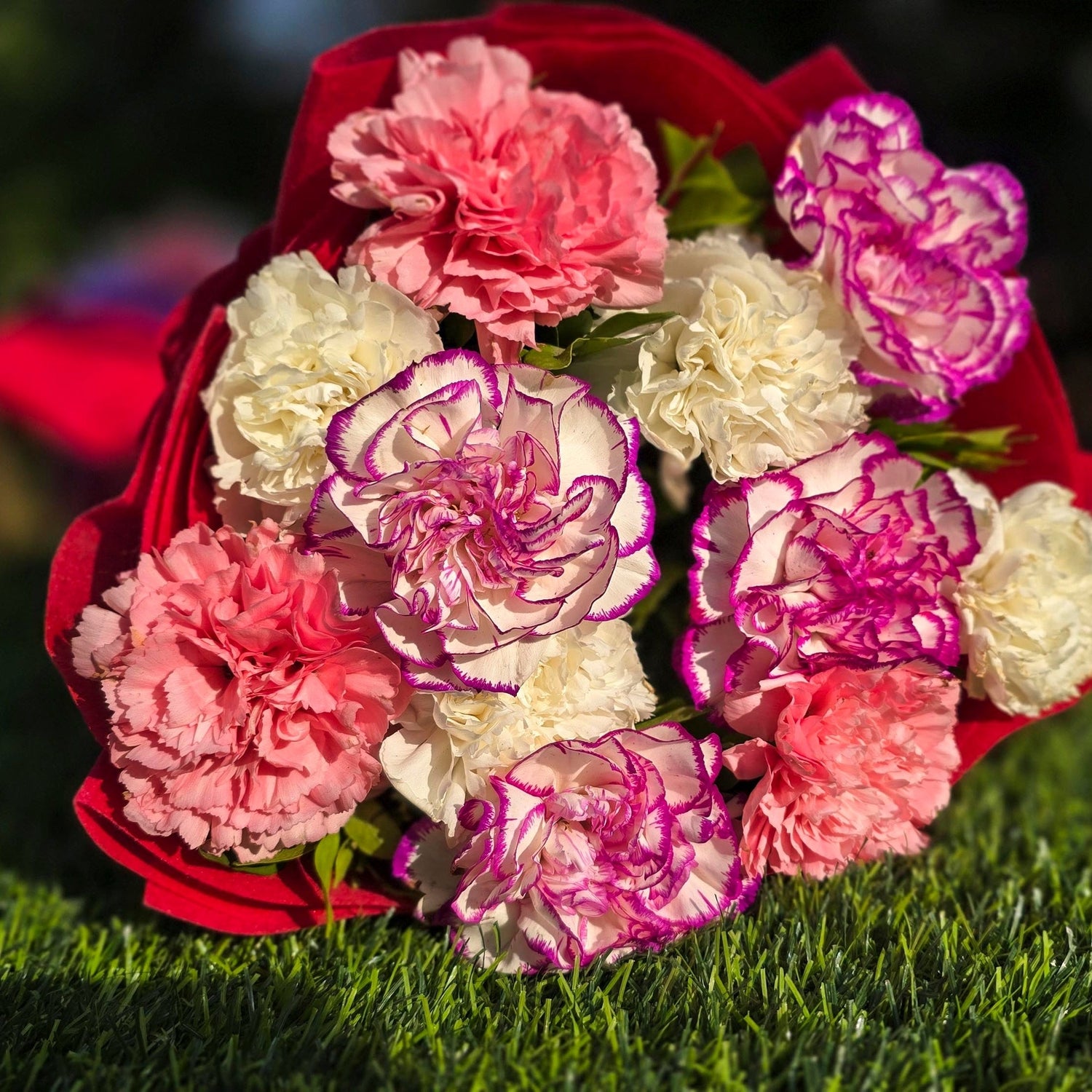 Carnation Flower Seeds
