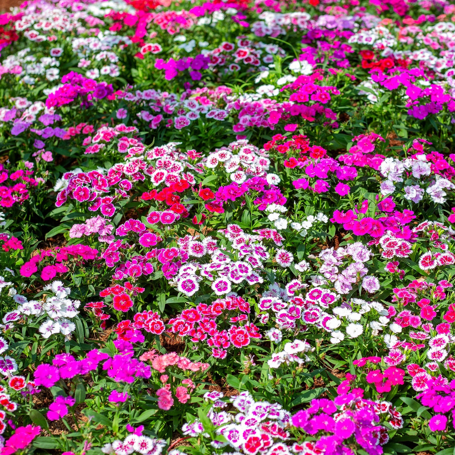 Sweet William Flower Seeds