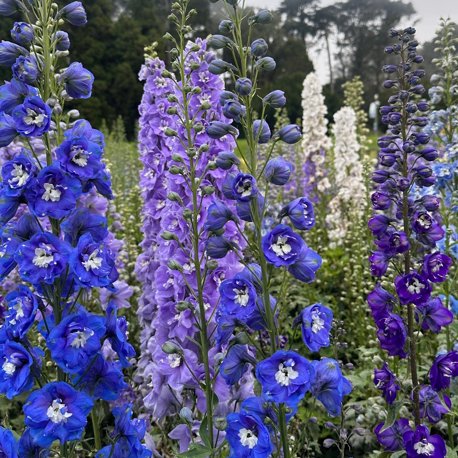 Delphinium Flower Seeds