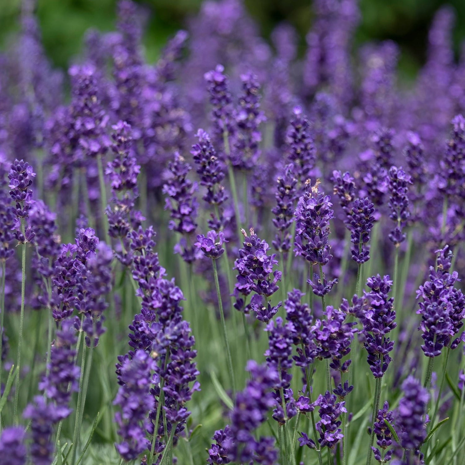 Lavender Flower Seeds