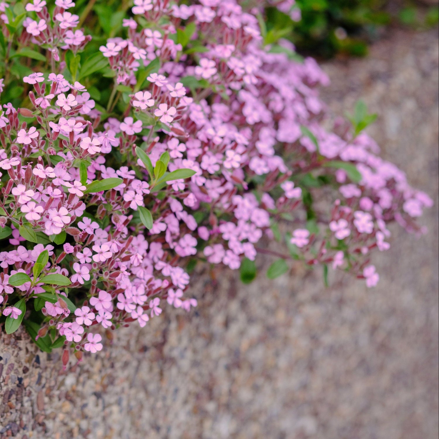 Pink flowering plant growing along a concrete edge