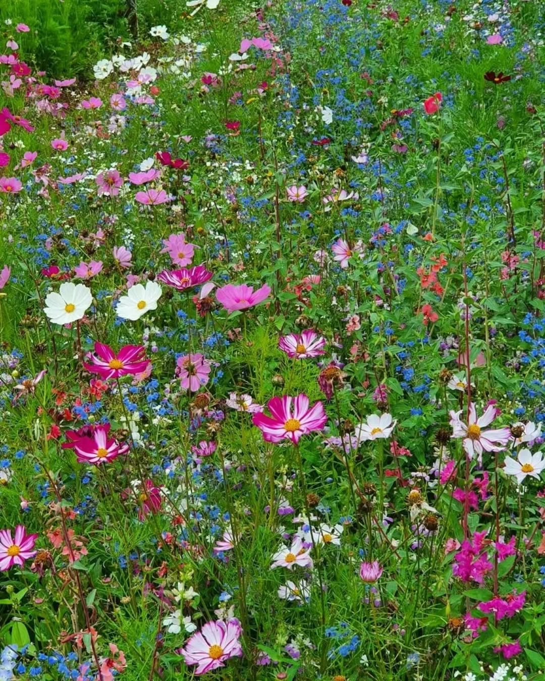 Colourful meadow in full bloom