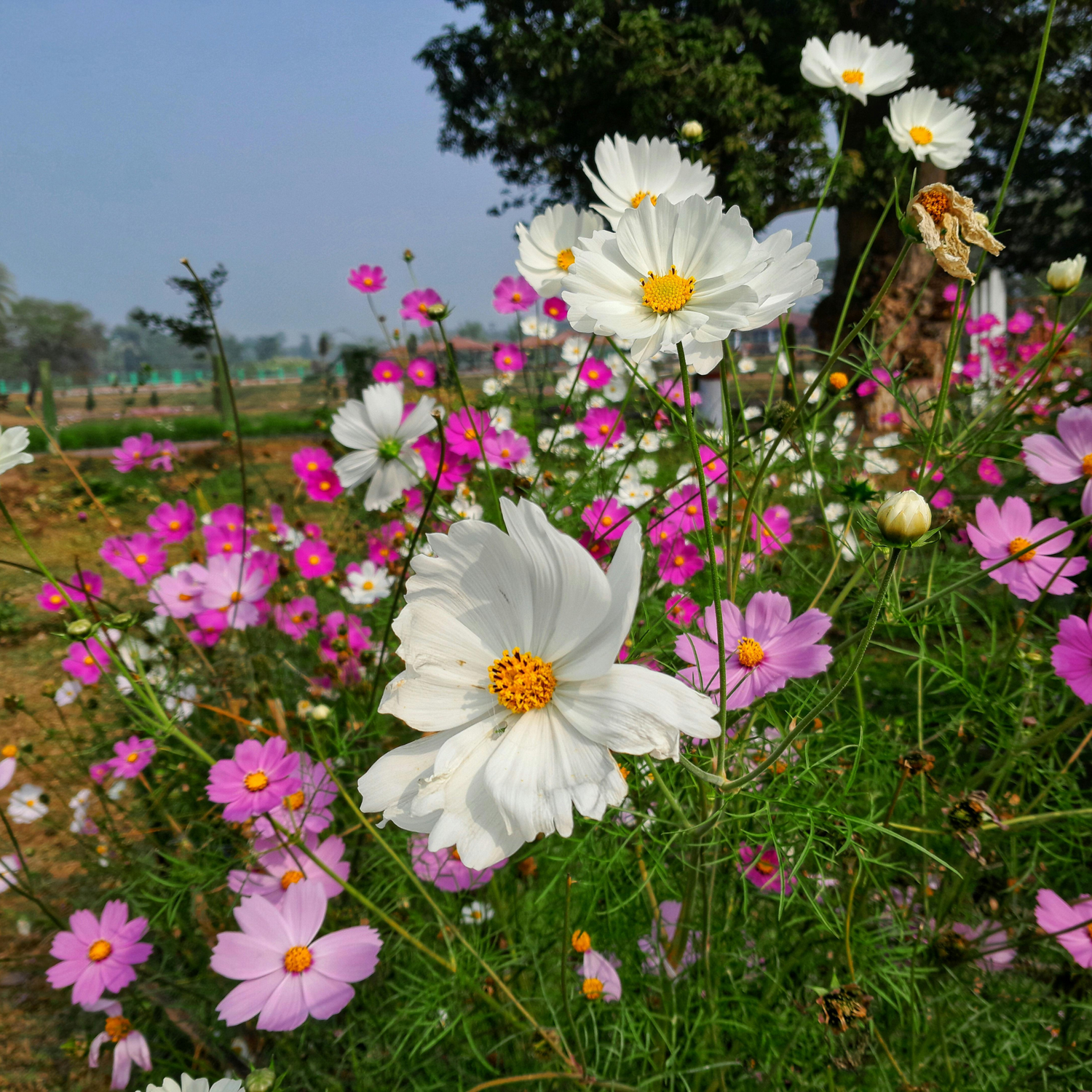 Cosmos Flower Seeds