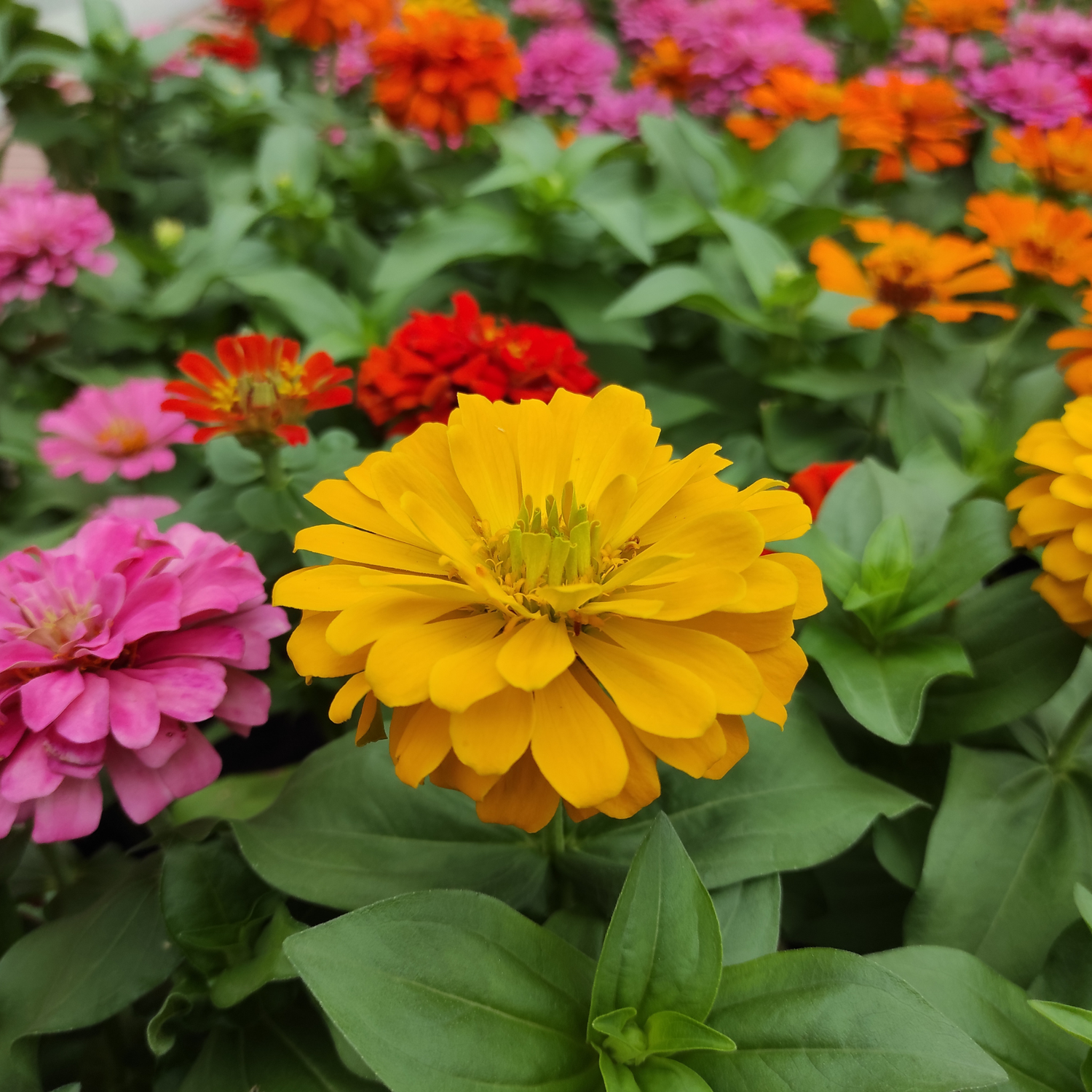 Zinnia Flower Seeds