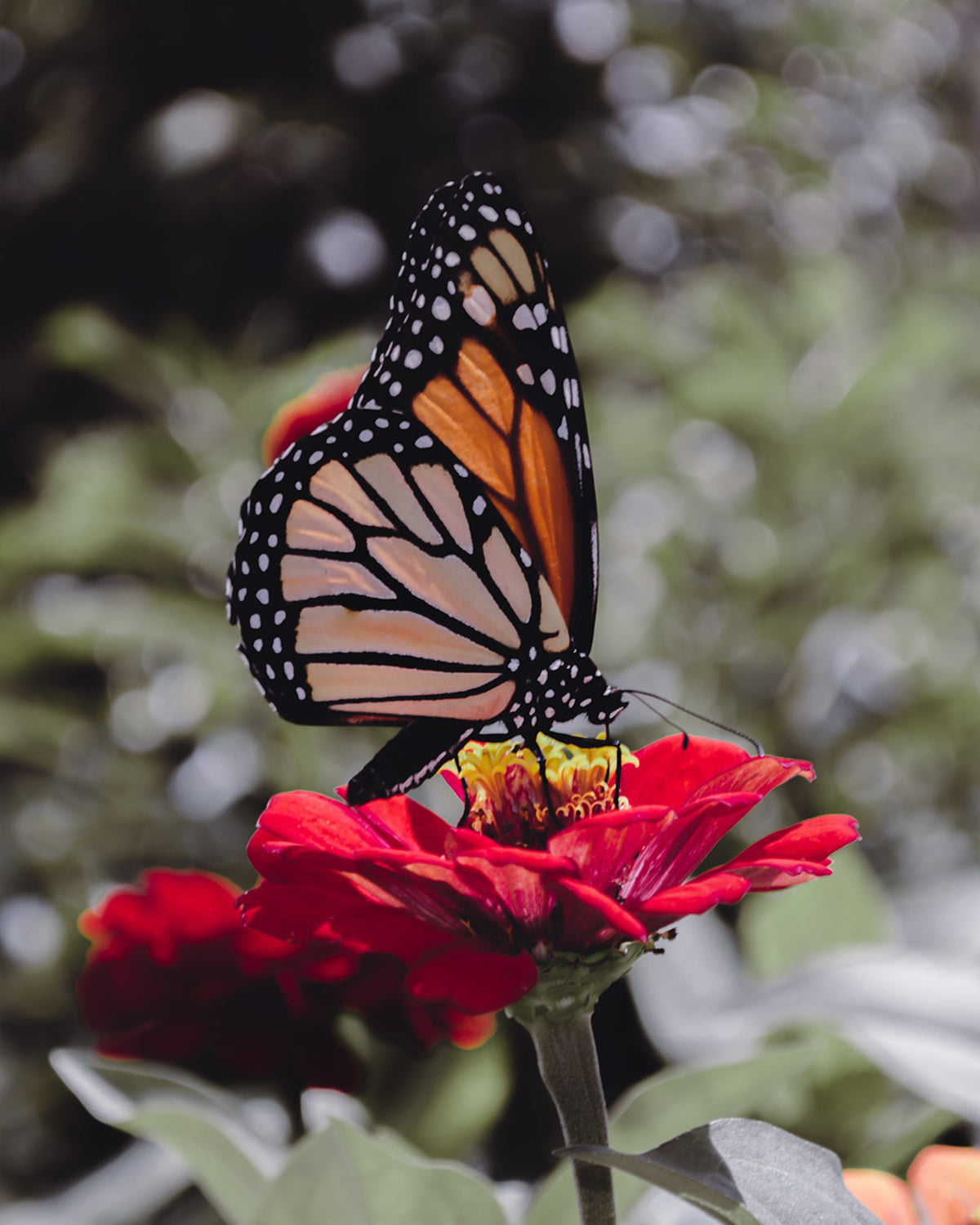 Drought Tolerant Flower Seeds