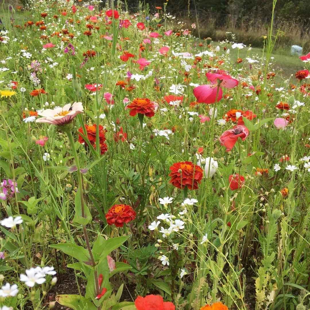 Best Selling Seeds & Seed Mixes