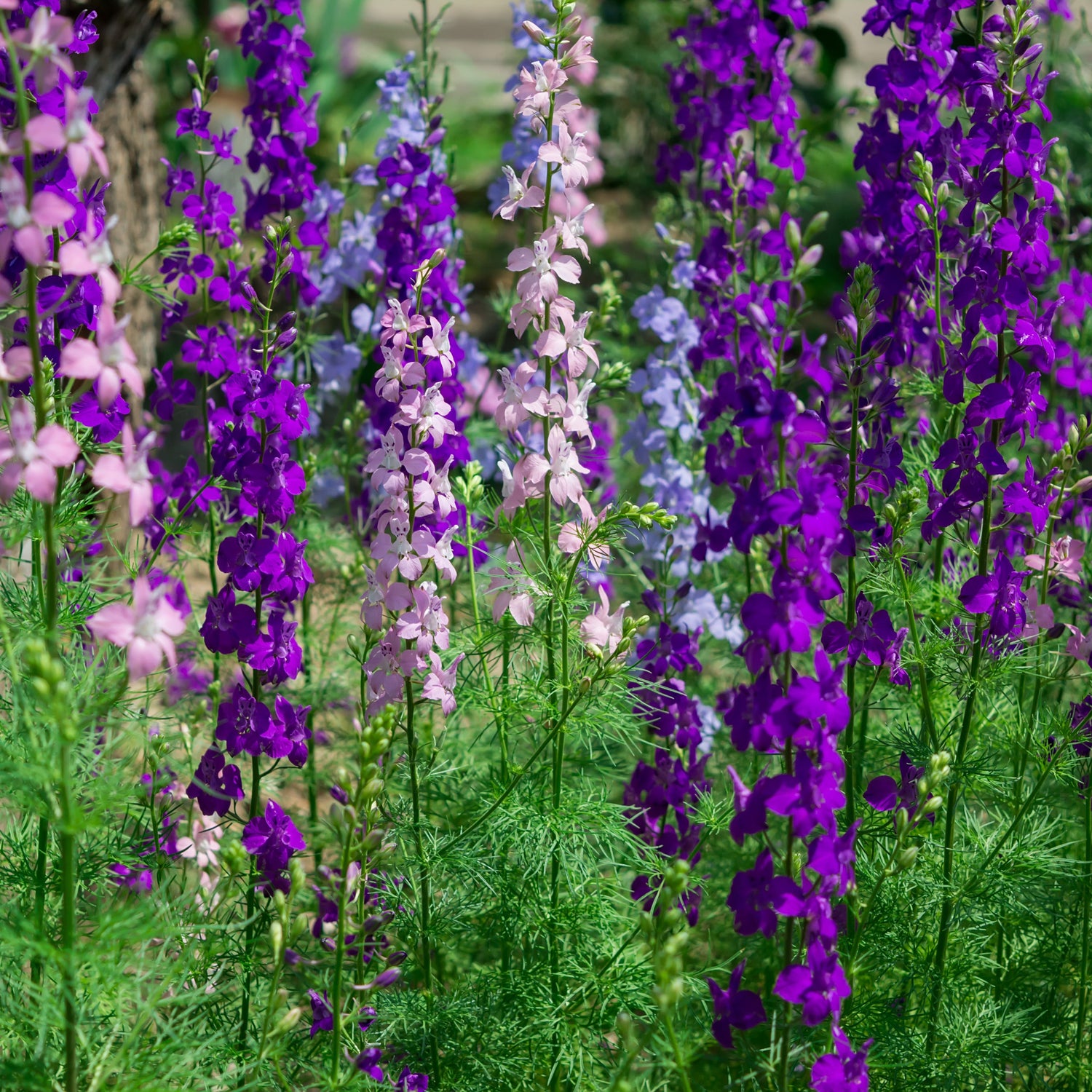 Larkspur Flower Seeds