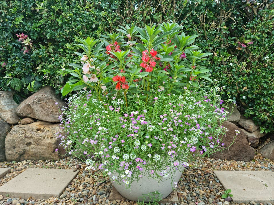 Wildflower Seed Mixes For Pots