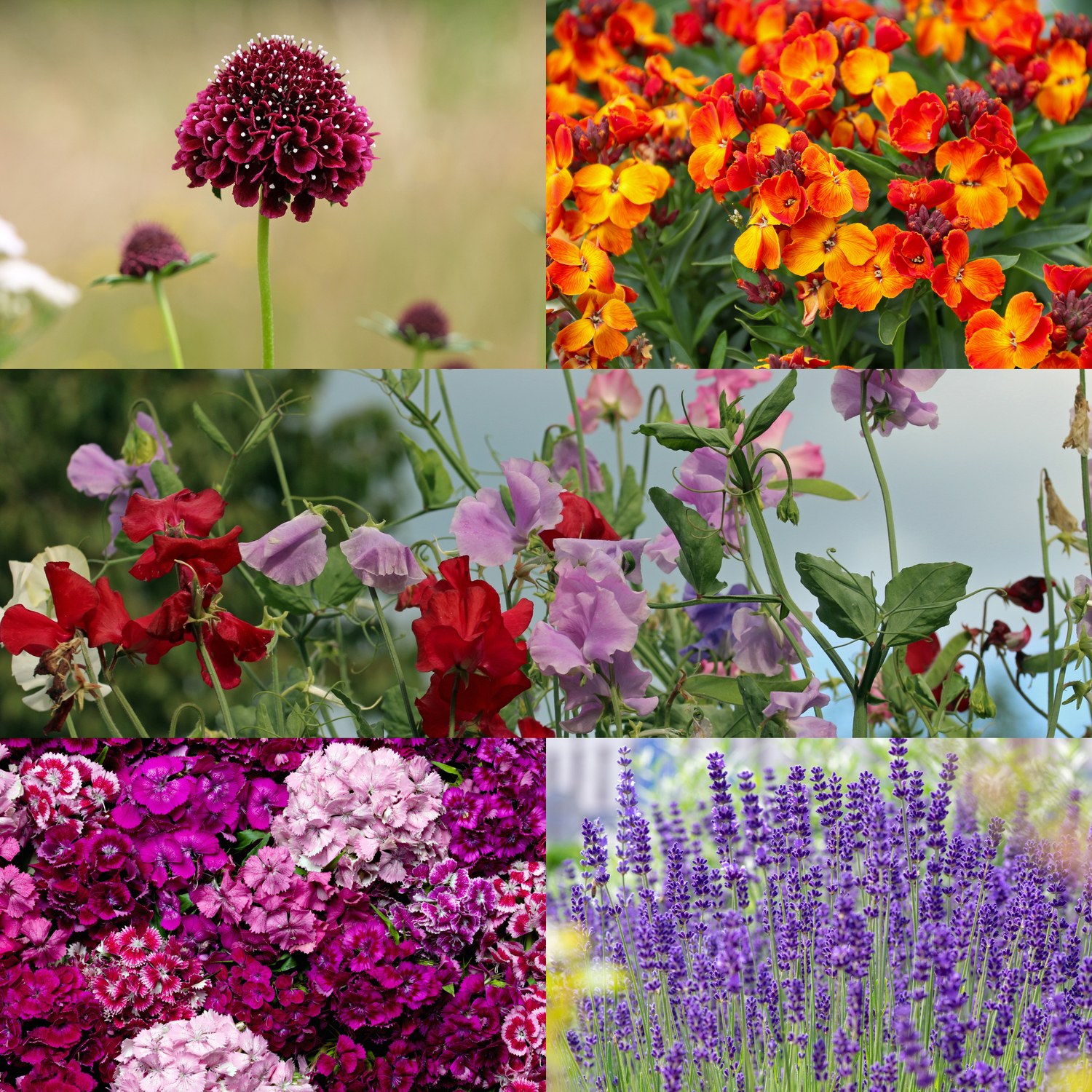 Curated Seed Bundles