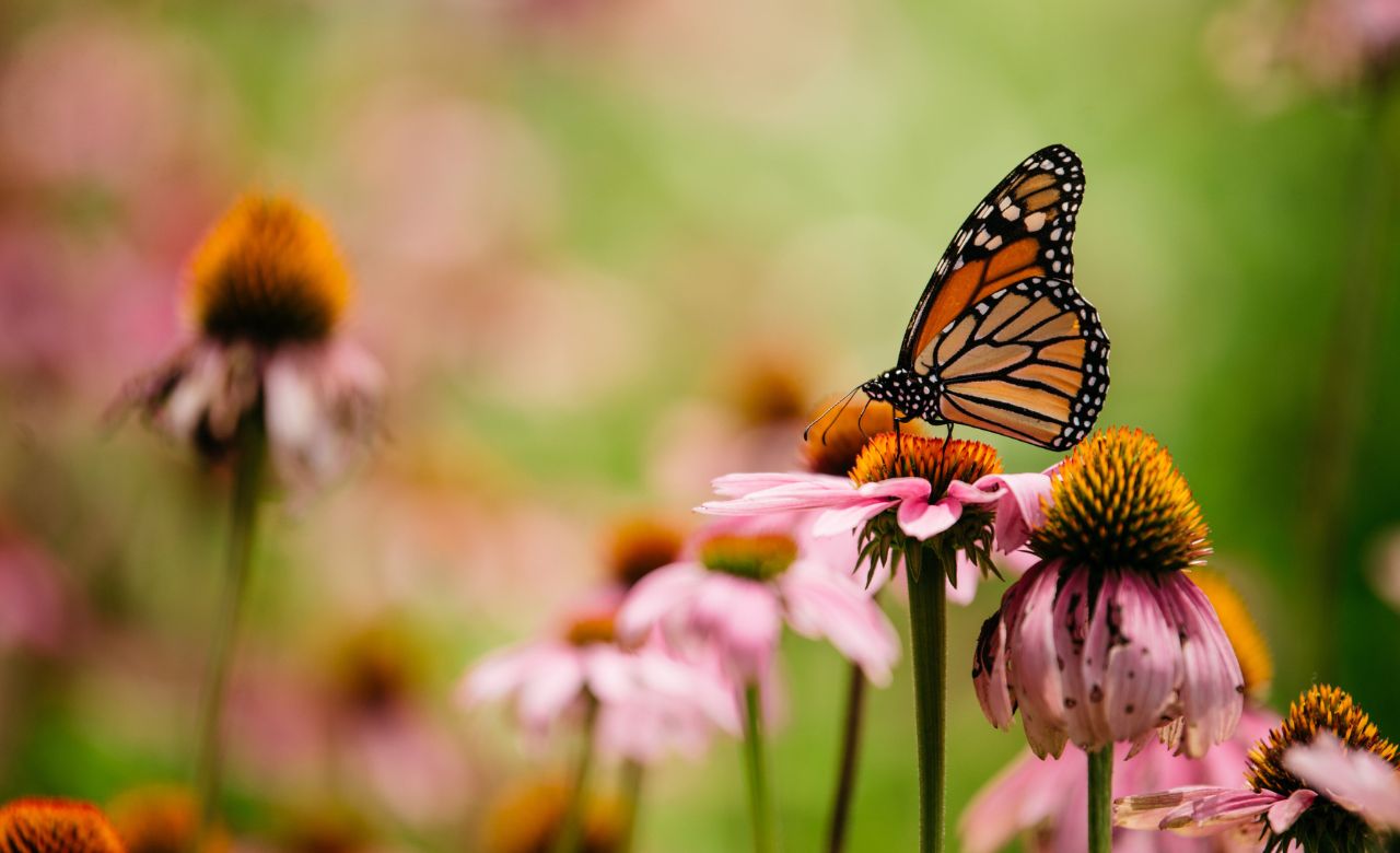 Wildflower Seeds for Butterflies