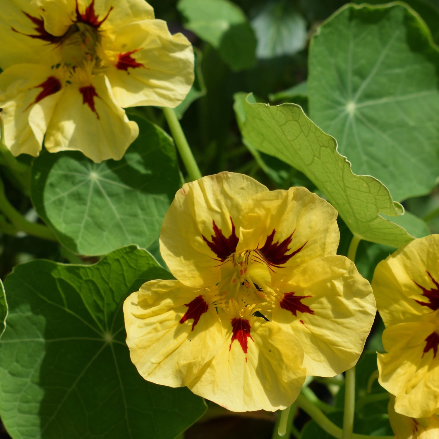 Nasturtium Flower Seeds